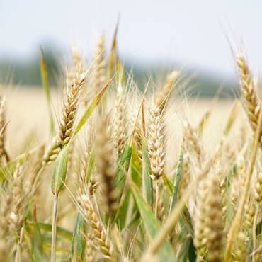 Noves mesures fiscals per a combatre la sequera i donar suport al sector agrari